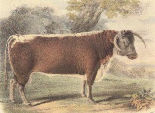 Prof. Low 1842, "Illustrations of the breeds of the domestic animals"