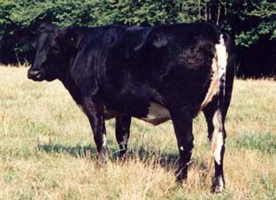 Kreuzung Holstein X Longhorn